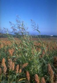 Weed Identification - Johnsongrass Perennial grass with