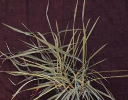 Weed Identification - Quackgrass Perennial grass with a sharp pointed