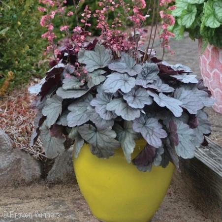 Part of the DOLCE Series. A Proven Winners Selection. Zone 3 (#NEW - #1 cont.) {photo: Proven Winners} PRIMO WILD ROSE CORAL BELLS Heuchera Wild Rose PPAF Ht. 8-10 Wt.
