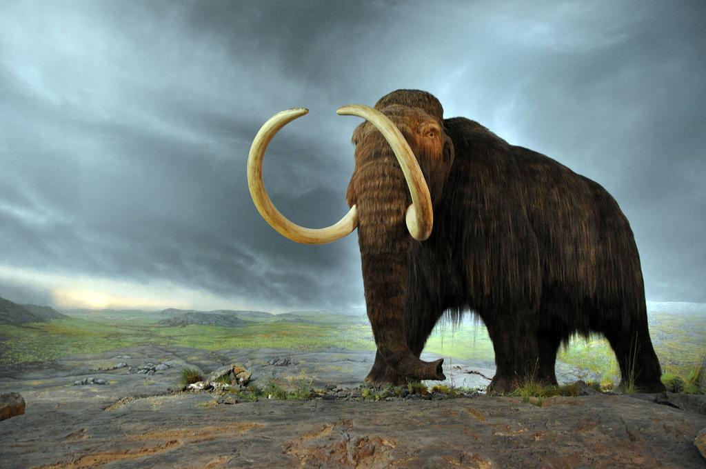 Some of the first immigrants to North America were hunters who were following game such as the woolly mammoth.