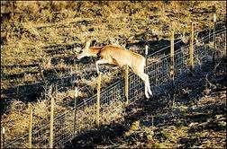 DEER NEED FENCES TO