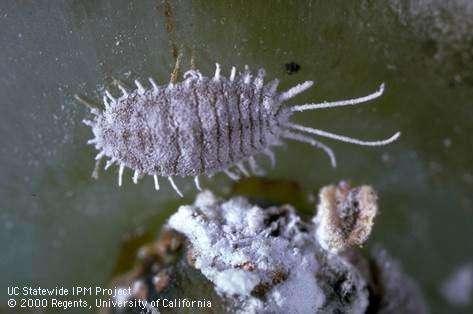 Grape mealybug Multiple generations Protective body covering as