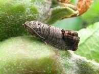 More on Codling Moth Control approaches include mating disruption, foliar sprays that could be