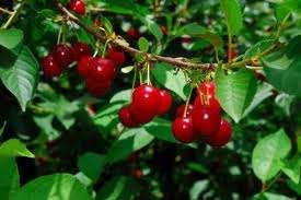 SWEET AND SOUR CHERRIES Weather during fruit ripening critical as must be dry during final ripening or fruit