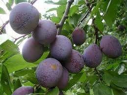PLUMS AND