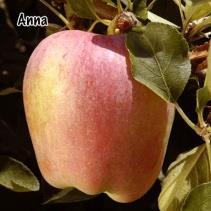 ANNA Heavy crops of sweet, crisp, flavorful apples. Yellow skinned blushed with red.
