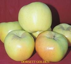 Self fruitful, or use Golden Dorsett for bigger crops.
