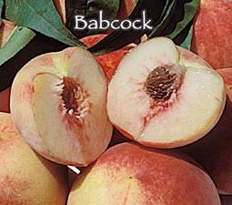 BABCOCK A long time favorite white freestone peach.