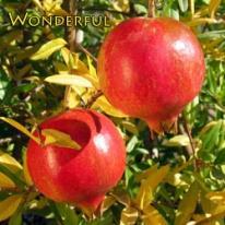 Blushed red skin. Flesh rich, red color, juicy with a sharp flavor. Most well known of all the pomegranates.