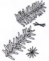 The two species in genus A can be differentiated on (1) the shape of the needles, and (2) the pubescence ( hairyness ) of the young twigs.