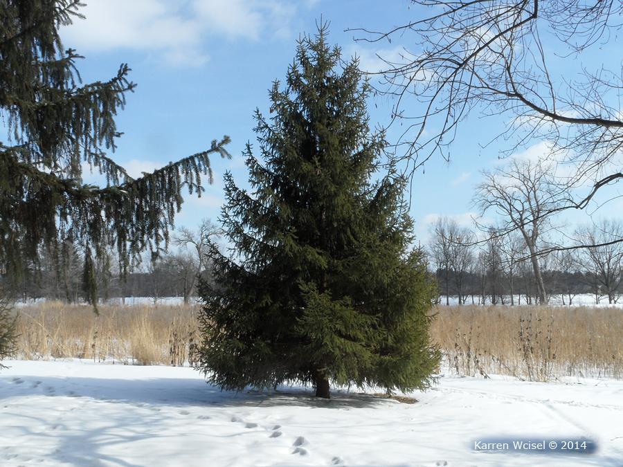 Plant Profiles: HORT 2242 Landscape Plants II Botanical Name: Picea abies Common Name: Norway spruce Family Name: Pinaceae pine family General Description: Picea abies is a large, dark green,