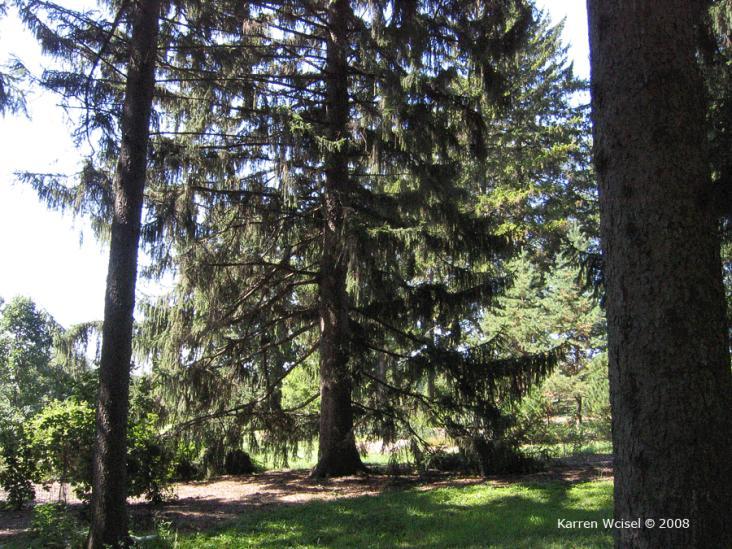 Whole plant/habit: Description: Norway spruce has wide-spreading branches with long, drooping branchlets.