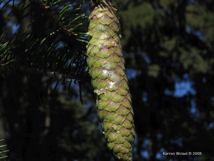 Cone: Description: Norway spruce has the longest cones of any spruce species used in the Chicago area. The pendulous cones are 4-6 inches long.