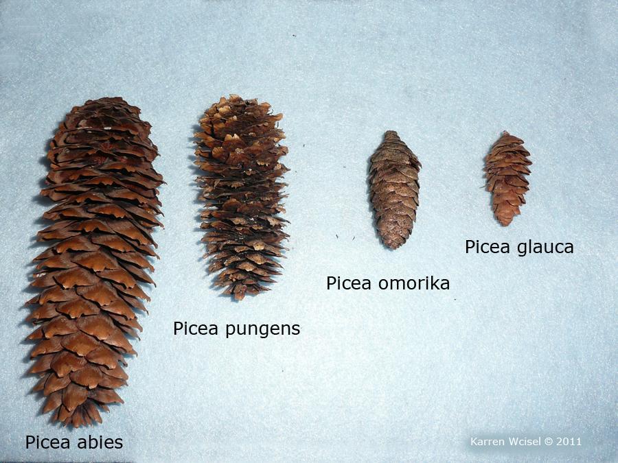 png Cone: Description: The size, shape, color and texture of the cones of Picea confirm the identity of the species. Even the scale margin features can be important.