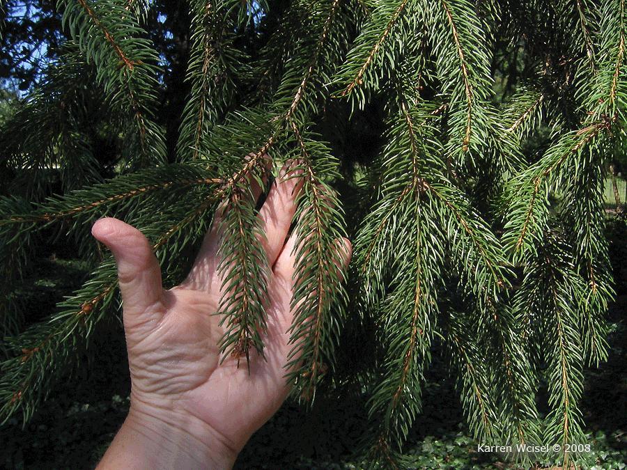 png Leaf/Leaf Attachment: Description: The needles of Norway spruce are dark green and persist for several years.