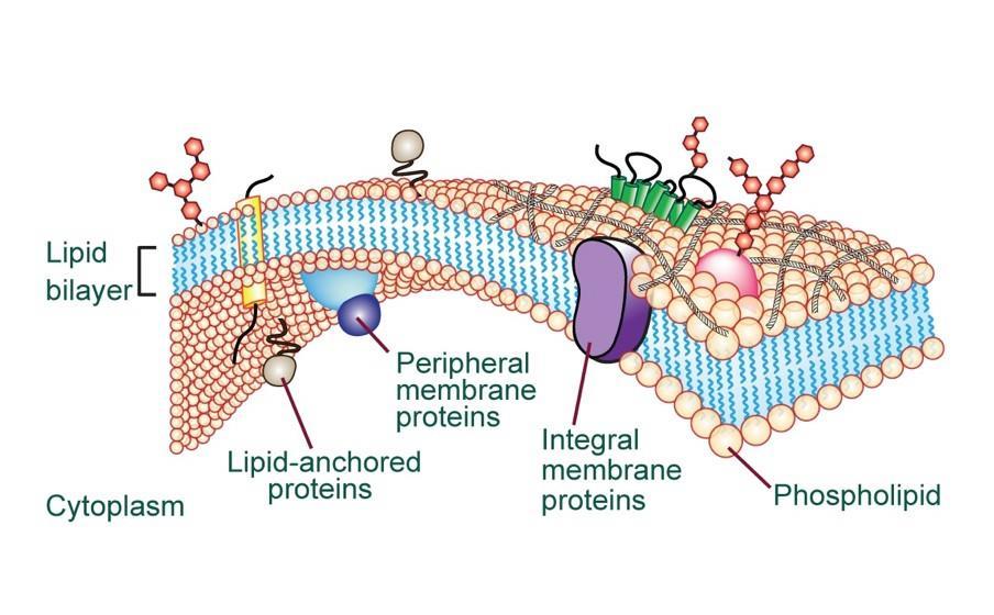 Limitations on yeast Yeast cell membrane - lipid bilayer The fluidity of the Lipid bilayer is weakened by