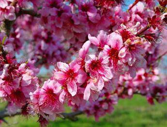 Redhaven Peach Prunus persica Redhaven fruit tree (self-pollinating) Height at Maturity: