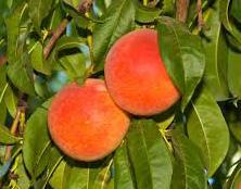 Elberta Peach Prunus persica Jordan fruit tree (self-pollinating) Height at Maturity: