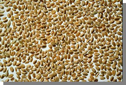 processing Wheat Oat Rye Barley 5 RLH Flavour