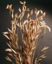 CASE 1 Stability of oat Rancid and bitter flavour develops easily in oat during storage due to its high fat content Germination drying process can be used to adjust effectively the perceived flavour