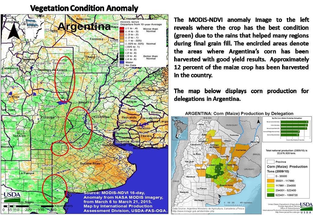 Argentina Corn: Beneficial Rain Improves Late Planted Corn Argentina corn production for 2014/15 is estimated at 24 million metric tons, up 2.1 percent from last month, but down 7.