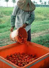 Harvesting Tomato fruits ripen about 50-60 days after pollination, but may take longer if temperatures are cool.