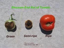 Field Requirements Avoid planting your tomato seed in the field of solanaceous crops This will prevent the build-up of diseases