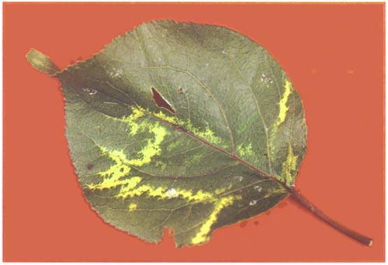 No. 16. Stone Fruits 17 Fig. 6. Oak-leaf pattern caused by apple mosaic virus on apricot. (Dr L. Guinchedi, Istituto di Patologia Vegetale, Bologna) Geographical distribution Cosmopolitan.