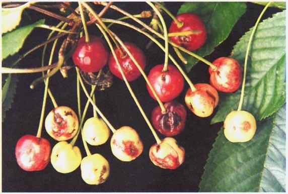 No. 16. Stone Fruits 19 Fig. 8. Necrotic pits and rings on cherries caused by cherry green ring mottle virus. (Dr T. Hasler, Swiss Fed. Res.