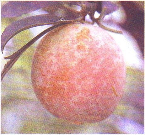 26 FAO/IPGRI Technical Guidelines for the Safe Movement of Germplasm 10. Hop stunt viroid (HSVd) Closely related strains of hop stunt viroid (HSVd) cause dapple fruit of plum and peach.
