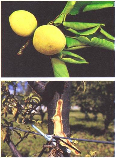 No. 16 Stone Fruits 51 2. European stone fruit yellows Cause A phytoplasma that is closely related to the phytoplasmas causing apple proliferation and pear decline (Lorenz et al. 1994).