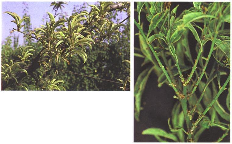 European plum: infection is usually latent; however, trees grafted on Prunus marianna may show similar symptoms to those reported for Japanese plum (Fig. 39).