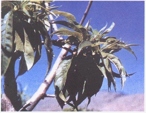 5 4 FAO/IPGRI Technical Guidelines for the Safe Movement of Germplasm 3. Peach rosette Cause Phytoplasma occurring in different strains (Kirkpatrick et al. 1975).