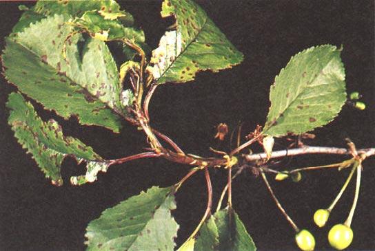 No. 16. Stone Fruits 59 Bacterial diseases 1. Bacterial canker Cause Pseudomonas syringae pv. morsprunorum (Wormald) Young et al., a gram-negative bacterium with fluorescent pigment.