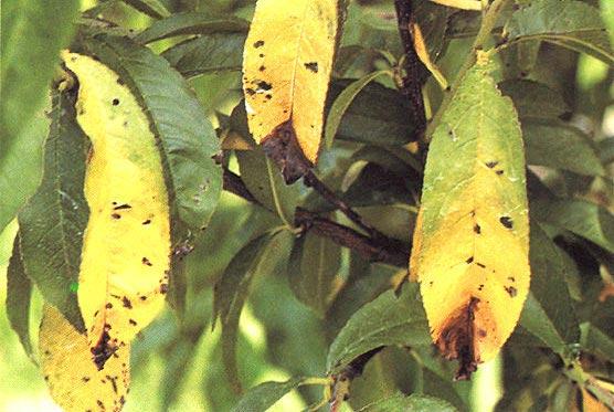 No. 16. Stone Fruits 63 4. Bacterial leaf spot Cause Xanthomonas campestris pv. pruni (Smith) Dye, a gram-negative bacterium (Hayward and Waterston 1965).