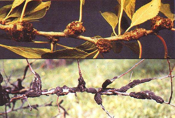 No. 16. Stone Fruits 67 Fungal diseases 1. Black knot Cause Teleomorph: Apiosporina morbosa (Schwein.:Fr) Arx, formerly Dibotryon morbosum (Schwein.:Fr) Theiss. & Syd., anamorph: Fusicladium sp.