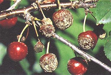 No. 16. Stone Fruits 69 2. Brown rot of stone fruits Cause Teleomorph: Monilinia fructicola (G. Wint.) Honey, formerly Sclerotinia fructicola (G. Wint.) Rehm, anamorph: Monilia sp.