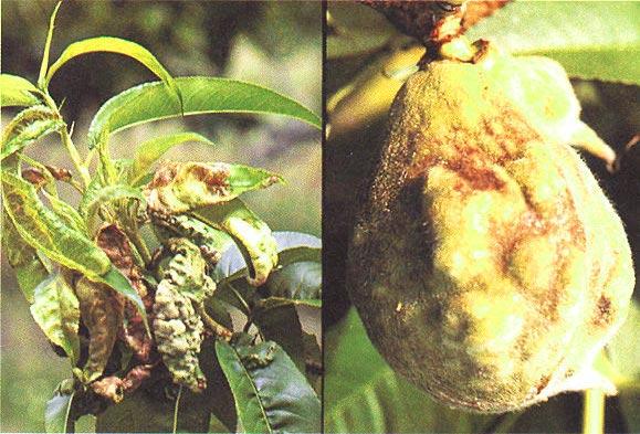 76 FAO/IPGRI Technical Guide for the Safe Movement of Germplasm 7. Peach leaf curl and related diseases Cause Several Taphrina spp. attack Prunus spp. The most common is Taphrina deformans (Berk.