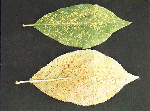 No. 16. Stone Fruits 81 10. Stone fruit rust diseases Cause Tranzschelia discolor (Fuckel) Tranzschel & Litv., formerly T. pruni-spinosae (Pers.:Pers.) Dietel var. discolor (Fuckel) Dunegan and T.