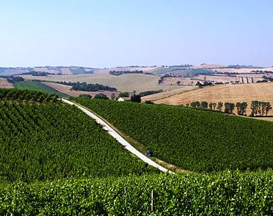 The whole property is agriculturally cultivated with wheat, maize, barley, many other vegetables and aromatic plants, such as basil (the largest producer in Italy) and parsley.