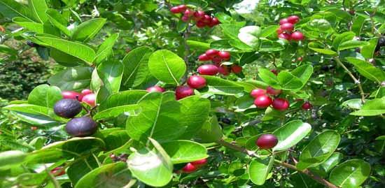 Penggunaan buah karanda adalah bergantung kepada tahap kematangan dan warna buah tersebut.