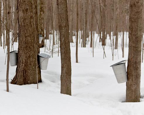 How Maple Syrup is Made Pure maple syrup is made from the sap of the sugar maple tree and produced in limited