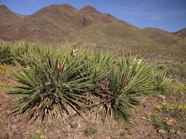 The Banana yucca is native to the Americas, like all other yucca species and prevalent in the southwestern deserts of the United