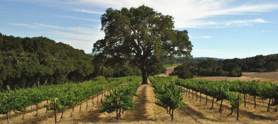 Wine Region: MENDOCINO COUNTY Mendocino County is one of California s largest winegrowing areas, and is widely recognized for its diversity and quality of wines.