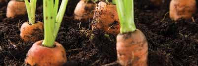 CARROT NOVEMBER Carrots are root vegetables like potatoes, turnips and beets. The roots of these vegetables are edible.