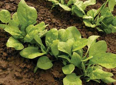 SPINACH DECEMBER Spinach is a leaf vegetable, also called potherb, vegetable green, leafy green and salad green. Store immediately in the coldest part of the refrigerator.