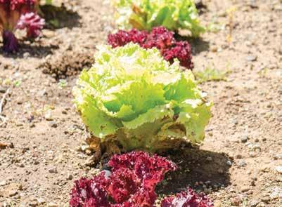 RED LEAF LETTUCE FEBRUARY Red leaf lettuce has a mild, crispy texture and is often used in salads. Its color is either red or reddish-purple.