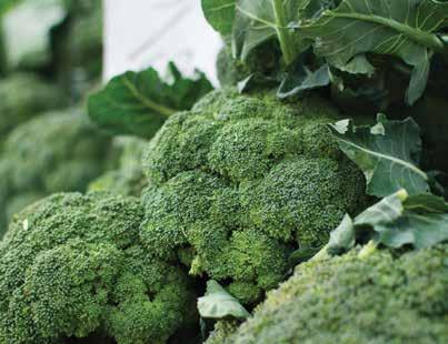BROCCOLI APRIL Broccoli belongs to the Cruciferae family, which also includes cauliflower, cabbage, bok choy and Brussels sprouts.