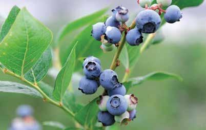 BLUE BERRY MAY Blueberries are plump, juicy and sweet berries that grow on bell-shaped, white, pale pink or red flowers.