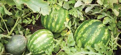 WATER MELONS SEPTEMBER Watermelon has a smooth hard rind, usually green with dark green stripes or yellow spots.